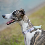 Waterproof PVC Dog Collar